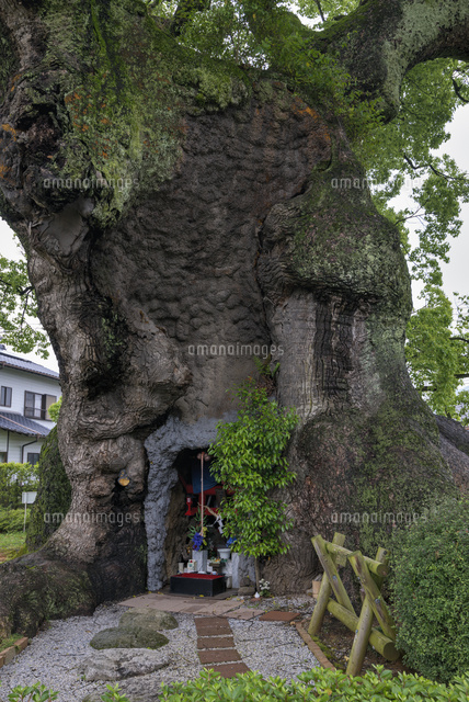 川古の大楠
(c)YOSHITSUGU NISHIGAKI/SEBUN PHOTO