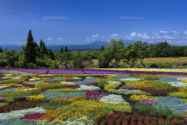 くじゅう花公園と阿蘇山
(c)YOSHITSUGU NISHIGAKI/SEBUN PHOTO