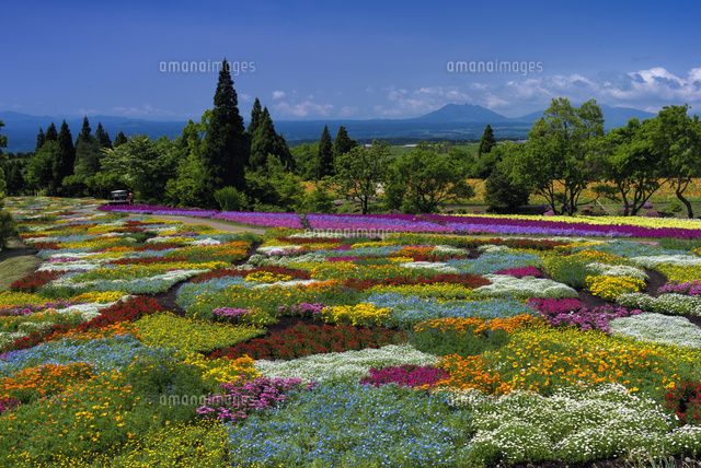 くじゅう花公園と阿蘇山
(c)YOSHITSUGU NISHIGAKI/SEBUN PHOTO