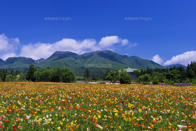 くじゅう花公園とくじゅう連山
(c)YOSHITSUGU NISHIGAKI/SEBUN PHOTO