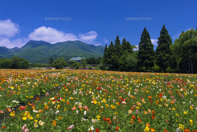 くじゅう花公園とくじゅう連山
(c)YOSHITSUGU NISHIGAKI/SEBUN PHOTO