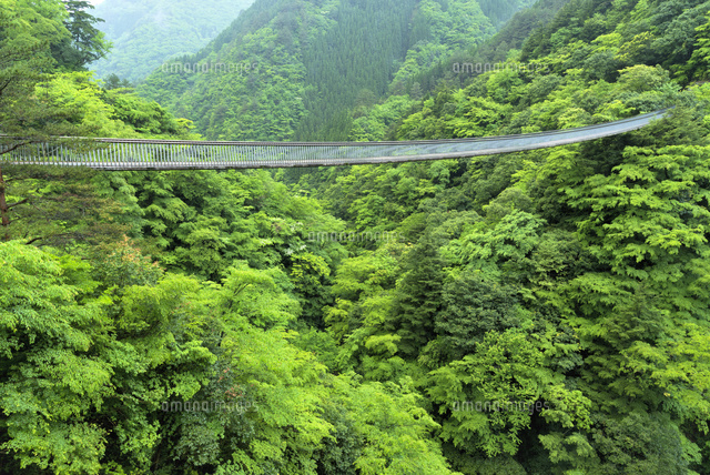 梅の木轟公園の吊橋
(c)YOSHITSUGU NISHIGAKI/SEBUN PHOTO