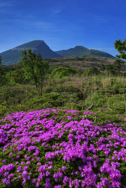 ミヤマキリシマと韓国岳
(c)YOSHITSUGU NISHIGAKI/SEBUN PHOTO