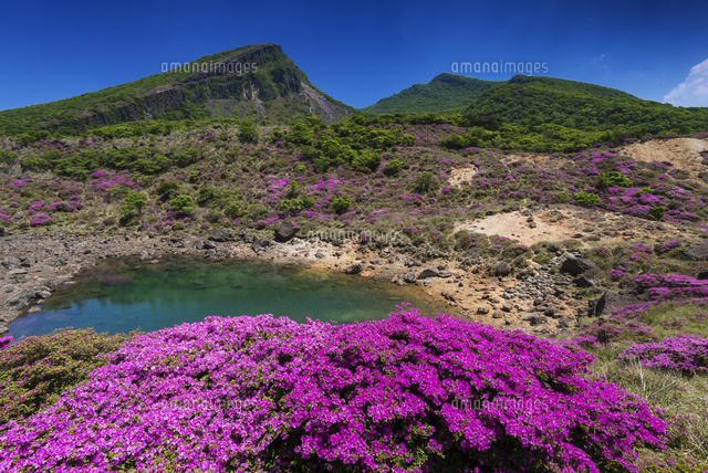 ミヤマキリシマと韓国岳
(c)YOSHITSUGU NISHIGAKI/SEBUN PHOTO