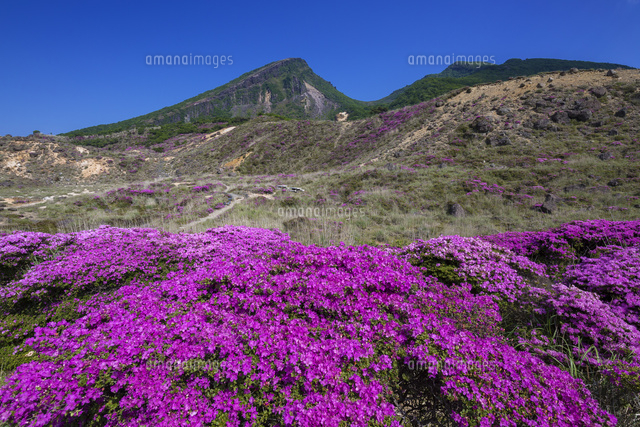 ミヤマキリシマと韓国岳
(c)YOSHITSUGU NISHIGAKI/SEBUN PHOTO