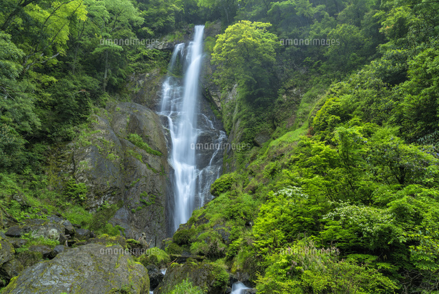 栴檀轟の滝
(c)YOSHITSUGU NISHIGAKI/SEBUN PHOTO