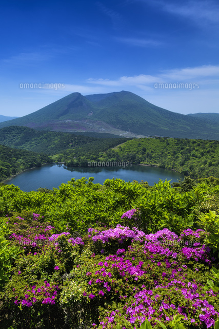 ミヤマキリシマと韓国岳
(c)YOSHITSUGU NISHIGAKI/SEBUN PHOTO