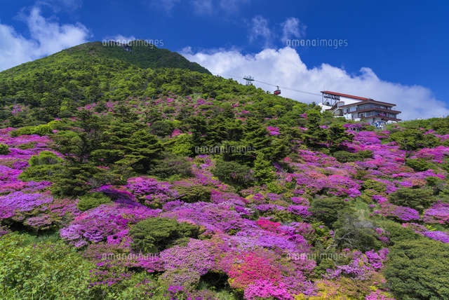 ミヤマキリシマ咲く仁田峠
(c)YOSHITSUGU NISHIGAKI/SEBUN PHOTO
