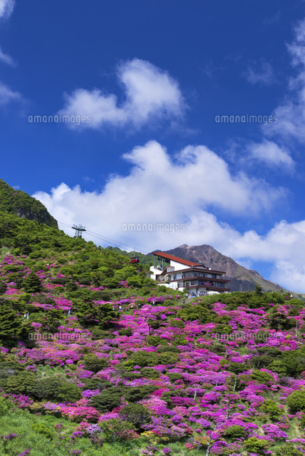 ミヤマキリシマ咲く仁田峠
(c)YOSHITSUGU NISHIGAKI/SEBUN PHOTO