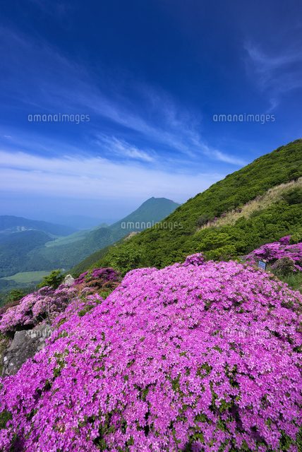 ミヤマキリシマ咲く鶴見岳より由布岳
(c)YOSHITSUGU NISHIGAKI/SEBUN PHOTO