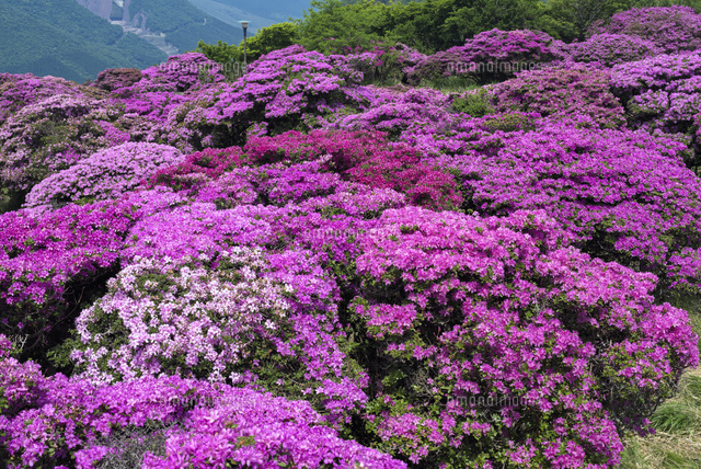 ミヤマキリシマ咲く鶴見岳
(c)YOSHITSUGU NISHIGAKI/SEBUN PHOTO