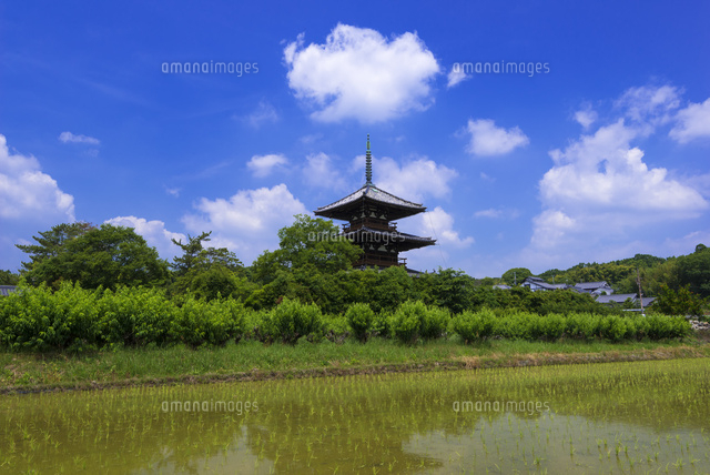 田園と法起寺
(c)YOSHITSUGU NISHIGAKI/SEBUN PHOTO