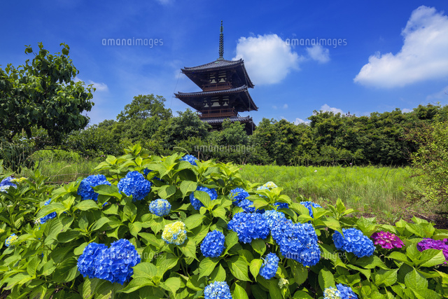 アジサイと法起寺
(c)YOSHITSUGU NISHIGAKI/SEBUN PHOTO
