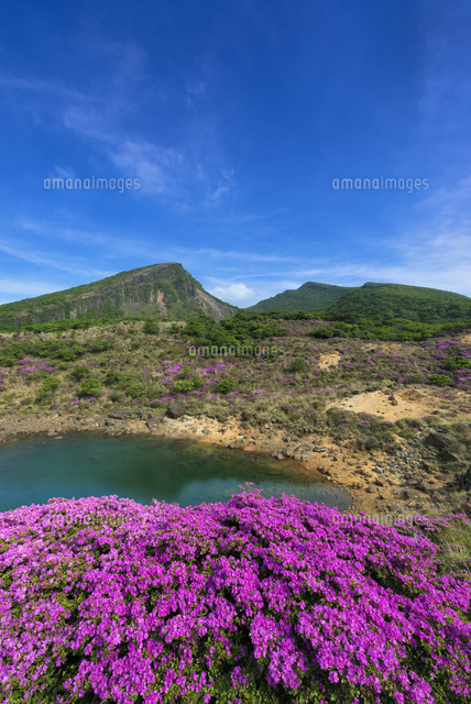 ミヤマキリシマと韓国岳
(c)YOSHITSUGU NISHIGAKI/SEBUN PHOTO