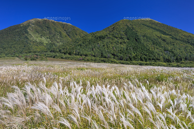 ススキと三瓶山
(c)YOSHITSUGU NISHIGAKI/SEBUN PHOTO