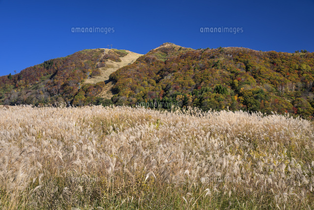 秋のススキと鉢伏山
(c)YOSHITSUGU NISHIGAKI/SEBUN PHOTO
