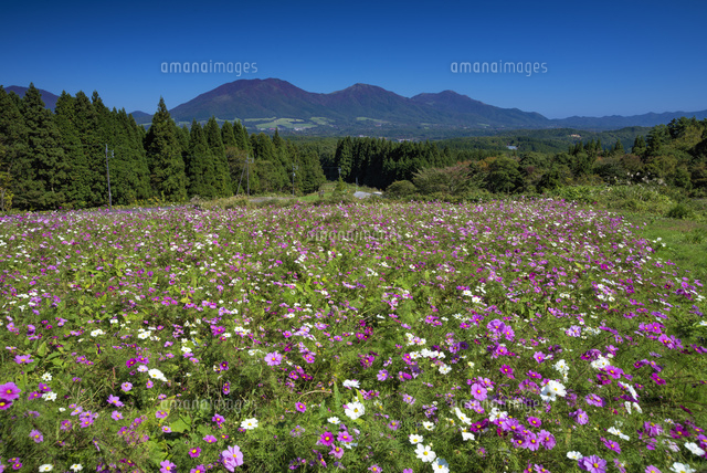 コスモスと蒜山
(c)YOSHITSUGU NISHIGAKI/SEBUN PHOTO