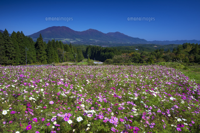 コスモスと蒜山
(c)YOSHITSUGU NISHIGAKI/SEBUN PHOTO