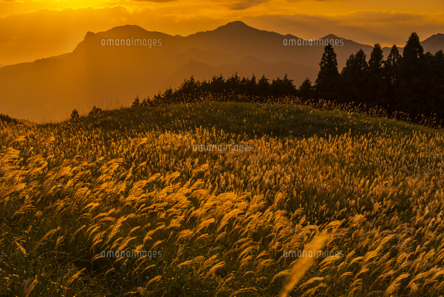 ススキの曽爾高原と夕景
(c)YOSHITSUGU NISHIGAKI/SEBUN PHOTO