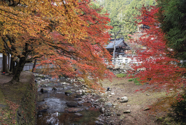 秋の仏通寺
(c)YOSHITSUGU NISHIGAKI/SEBUN PHOTO