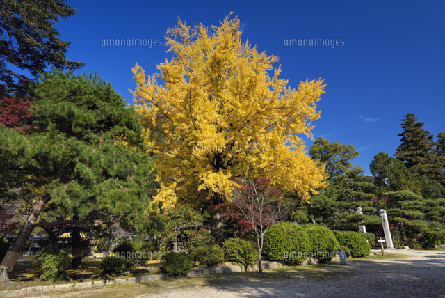 秋の吉香公園
(c)YOSHITSUGU NISHIGAKI/SEBUN PHOTO