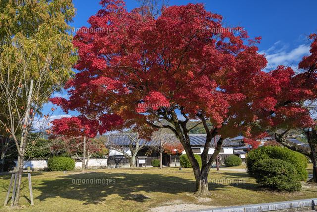紅葉と香川家長屋門
(c)YOSHITSUGU NISHIGAKI/SEBUN PHOTO