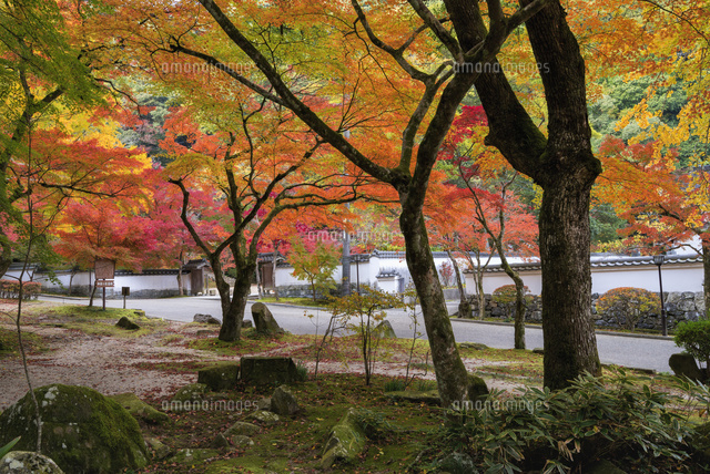 秋の紅葉谷公園
(c)YOSHITSUGU NISHIGAKI/SEBUN PHOTO