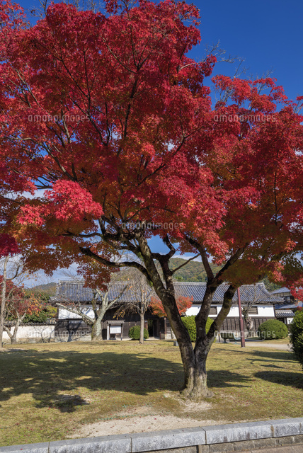紅葉と香川家長屋門
(c)YOSHITSUGU NISHIGAKI/SEBUN PHOTO