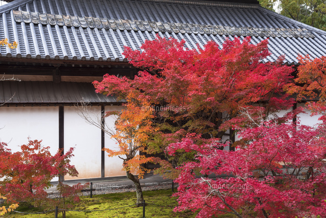 秋の宝福寺
(c)YOSHITSUGU NISHIGAKI/SEBUN PHOTO