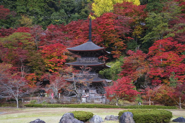 紅葉と金剛院三重塔
(c)YOSHITSUGU NISHIGAKI/SEBUN PHOTO