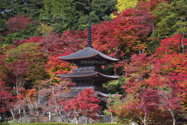 紅葉と金剛院三重塔
(c)YOSHITSUGU NISHIGAKI/SEBUN PHOTO