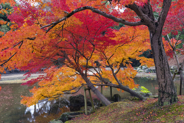 秋の奈良公園
(c)YOSHITSUGU NISHIGAKI/SEBUN PHOTO