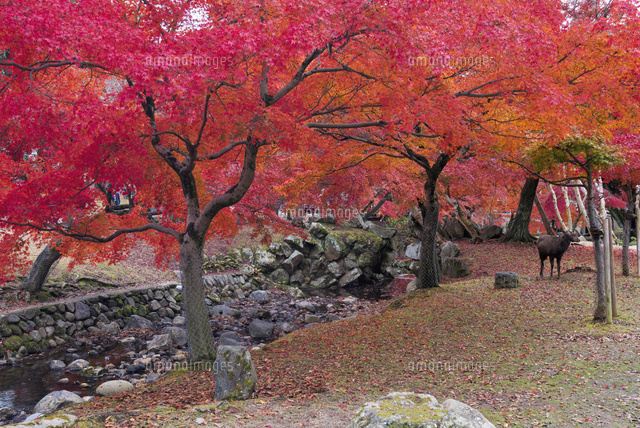 秋の奈良公園
(c)YOSHITSUGU NISHIGAKI/SEBUN PHOTO