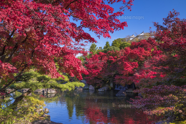 秋の好古園
(c)YOSHITSUGU NISHIGAKI/SEBUN PHOTO