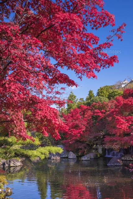 秋の好古園
(c)YOSHITSUGU NISHIGAKI/SEBUN PHOTO