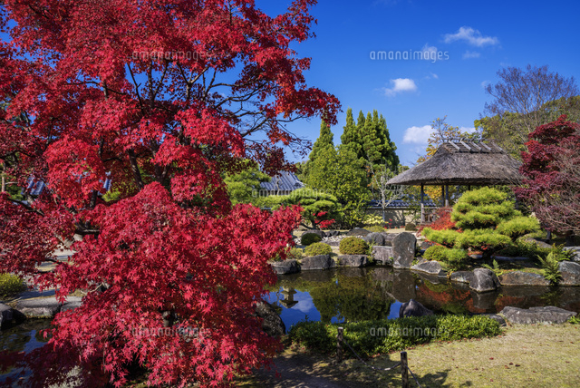 秋の好古園
(c)YOSHITSUGU NISHIGAKI/SEBUN PHOTO