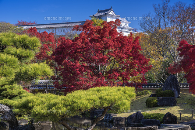 秋の好古園より姫路城
(c)YOSHITSUGU NISHIGAKI/SEBUN PHOTO