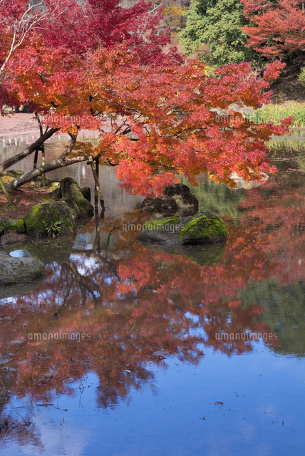 秋の奈良公園
(c)YOSHITSUGU NISHIGAKI/SEBUN PHOTO