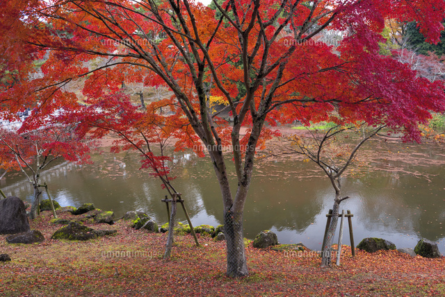 秋の奈良公園
(c)YOSHITSUGU NISHIGAKI/SEBUN PHOTO