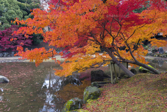秋の奈良公園
(c)YOSHITSUGU NISHIGAKI/SEBUN PHOTO