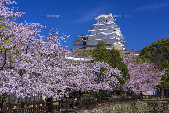 桜咲く姫路城
(c)YOSHITSUGU NISHIGAKI/SEBUN PHOTO