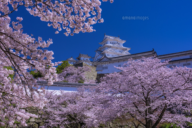 桜咲く姫路城
(c)YOSHITSUGU NISHIGAKI/SEBUN PHOTO