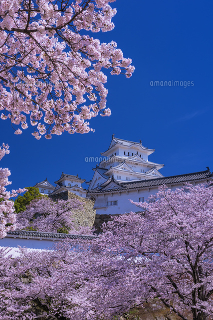 桜咲く姫路城
(c)YOSHITSUGU NISHIGAKI/SEBUN PHOTO