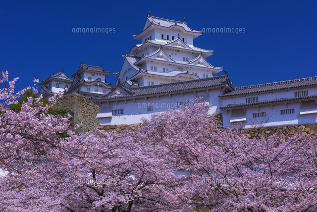 桜咲く姫路城
(c)YOSHITSUGU NISHIGAKI/SEBUN PHOTO