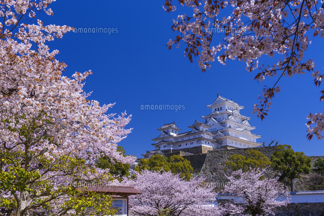 桜咲く姫路城
(c)YOSHITSUGU NISHIGAKI/SEBUN PHOTO