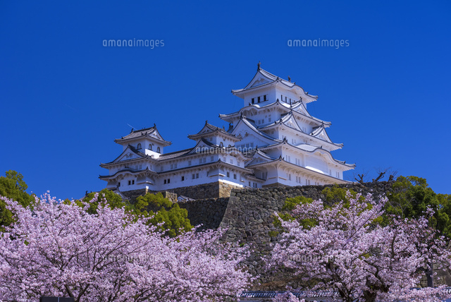 桜咲く姫路城
(c)YOSHITSUGU NISHIGAKI/SEBUN PHOTO