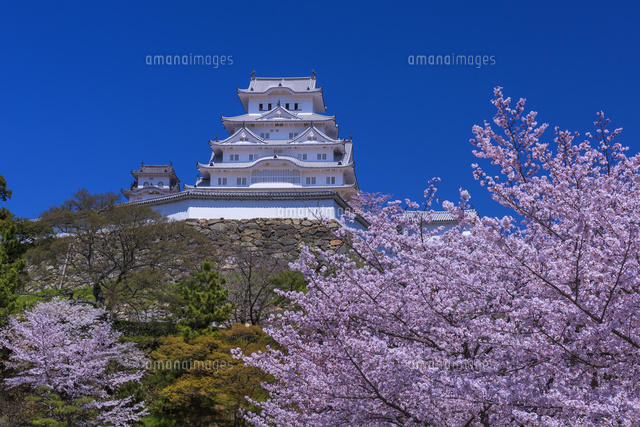 桜咲く姫路城
(c)YOSHITSUGU NISHIGAKI/SEBUN PHOTO