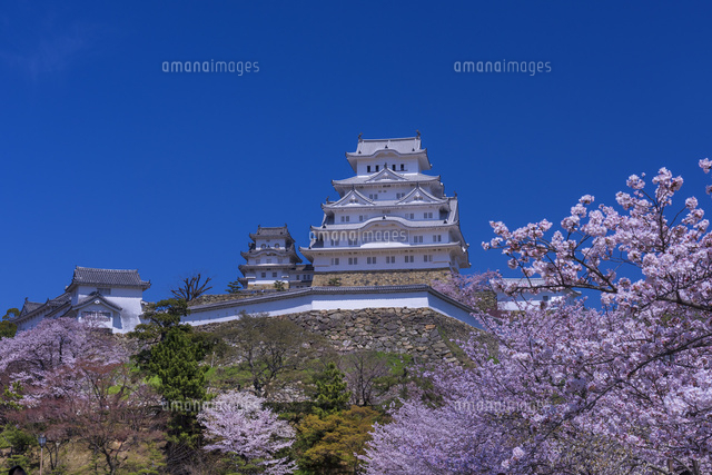 桜咲く姫路城
(c)YOSHITSUGU NISHIGAKI/SEBUN PHOTO