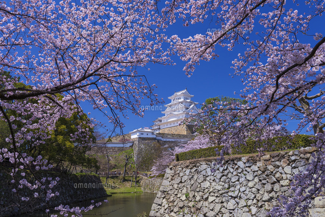 桜咲く姫路城
(c)YOSHITSUGU NISHIGAKI/SEBUN PHOTO