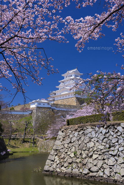 桜咲く姫路城
(c)YOSHITSUGU NISHIGAKI/SEBUN PHOTO